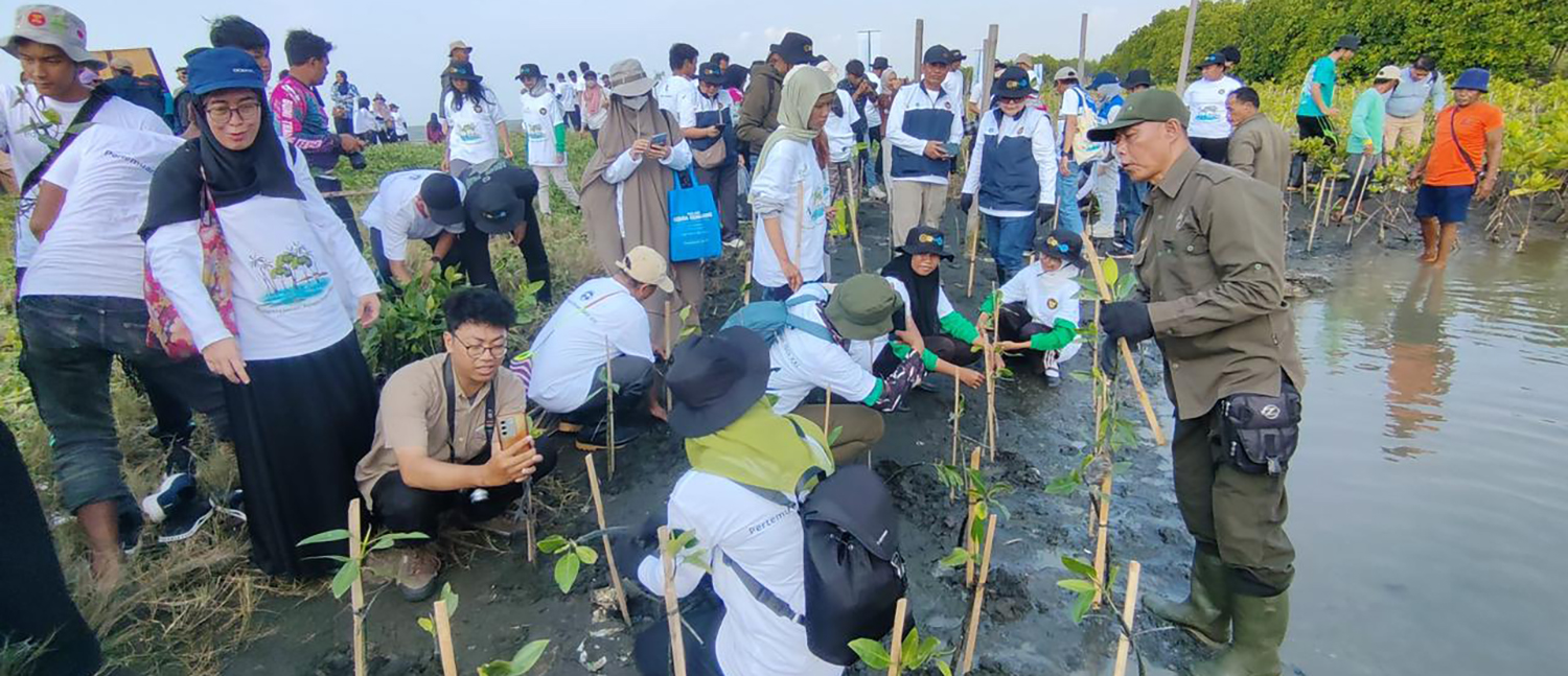 menanam bibit: Para relawan saat menanam bibit  mangrove di Pantai Tirang, Semarang (9/10/2025). Kolaborasi PLN dan Kementerian Koordinator Bidang Pangan menanam 72.400 batang mangrove di lahan seluas 20,2 hektare di dua lokasi, yakni Pantai Tirang, Semar