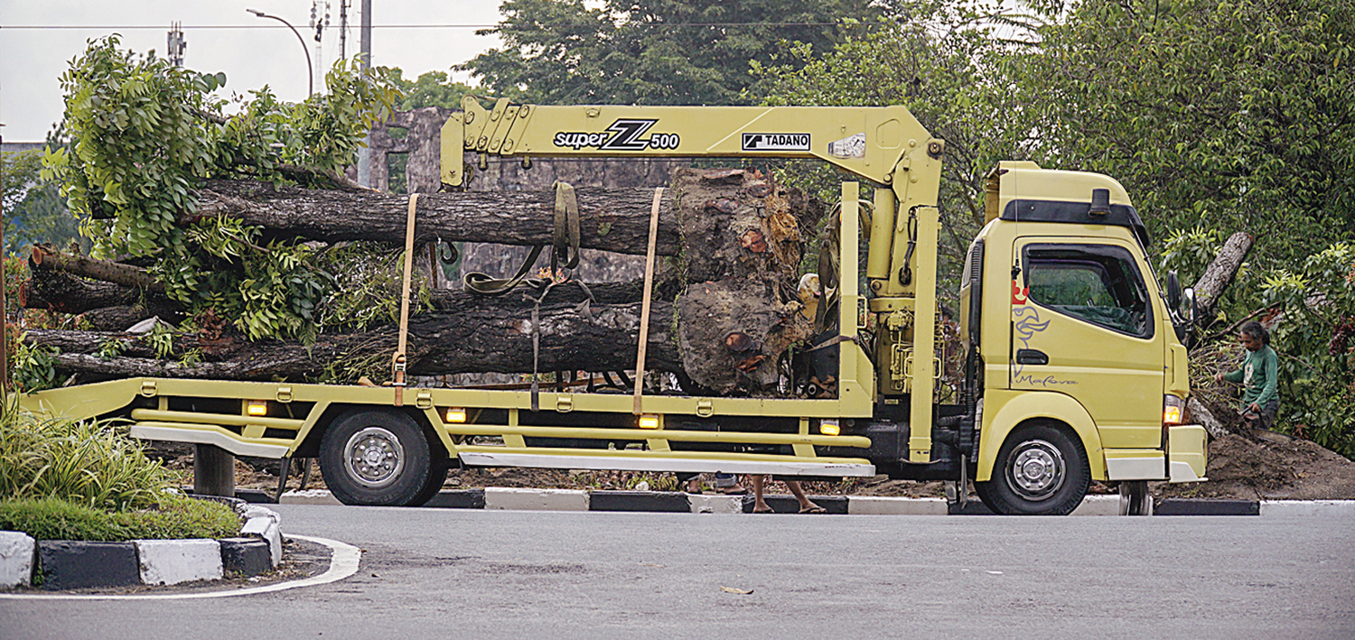Pohon pelindung yang berada di depan Purna MTQ di Jalan Jenderal Sudirman dipindahkan dengan menggunakan mobil crane, dikarenakan kawasan tersebut akan dibuat persimpangan, Pekanbaru, Selasa (14/10/2025) ft: MHD AKHWAN/RIAUPOS
