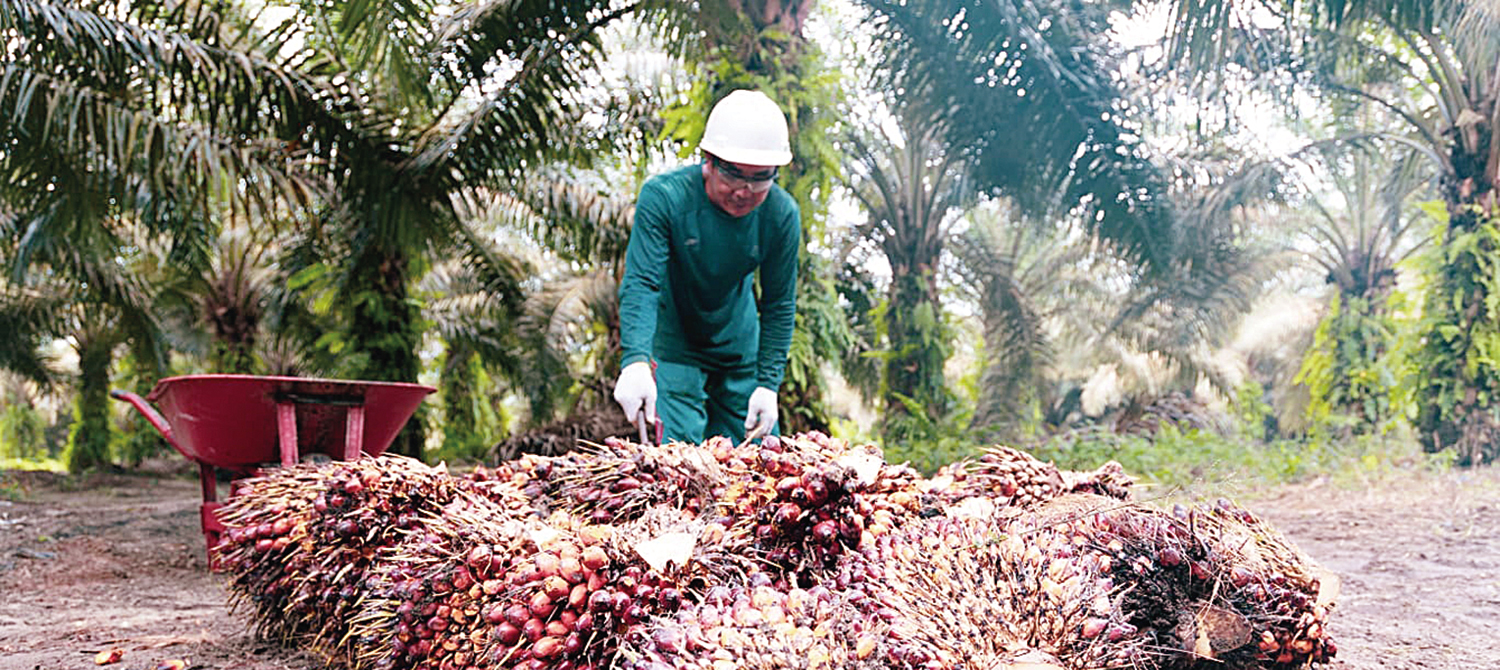 KUMPULKAN TBS: Seorang petani di Riau saat mengumpulkan tandan buah segar (TBS) kelapa sawit, belum lama ini. Saat ini petani  mengeluhkan denda Rp25 juta per hektare per tahun seperti yang tertuang dalam PP Nomor 45 Tahun 2025.