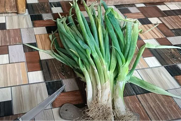 Ilustrasi daun bawang.