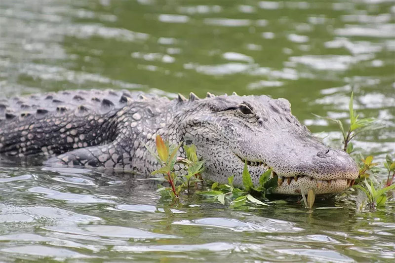 Ilustrasi buaya.