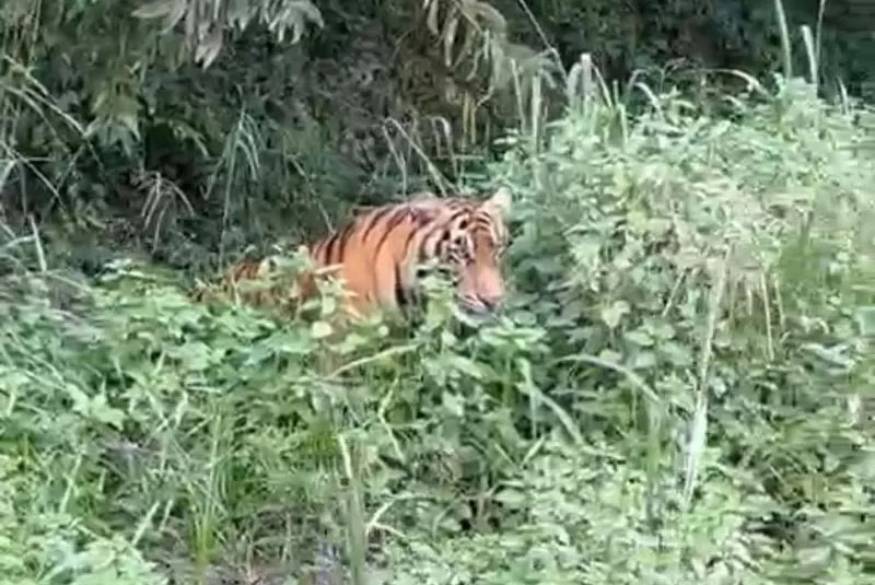 Penampakan harimau di tepi jalan di Kabupaten Siak, belum lama ini