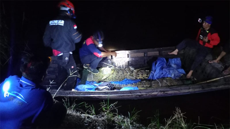 Dua ekor buaya berhasil dievakuasi tim DPKP Inhil di Desa Kayu Raja, Kecamatan Keritang, Rabu (22/10/2025).