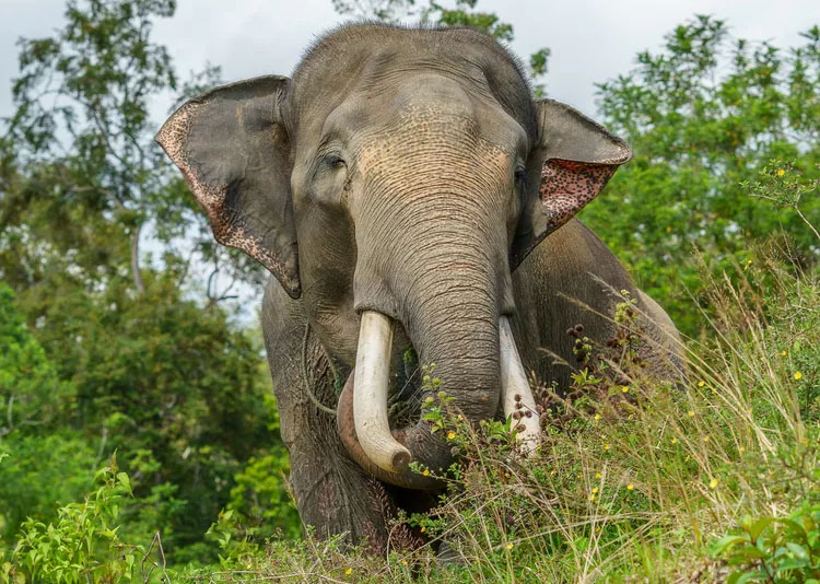 Ilustrasi gajah sumatera
