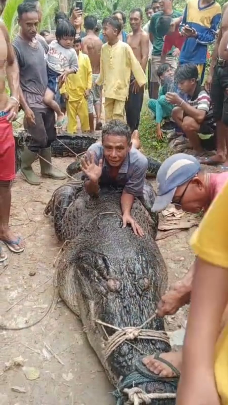 Buaya ukuran 7 meter berhasil ditangkap warga setelah masuk ke permukiman di Desa Sungai Undan, Kecamatan Reteh, Kabupaten Inhil, Jumat (31/10/2025).