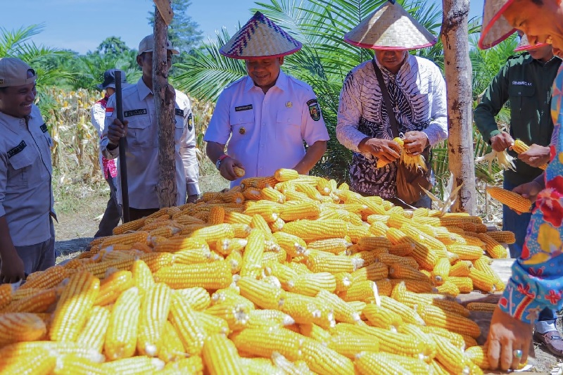 Wabup Rohul H Syafaruddin Poti (tengah) bersama Pengurus BUMdes BUMDes Maju Bersama melihat hasil panen jagung di Desa Kepenuhan Hilir, Kecamatan Kepenuhan, Kamis (30/10/2025).