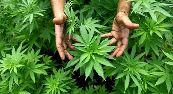 Ilustrasi tanaman ganja