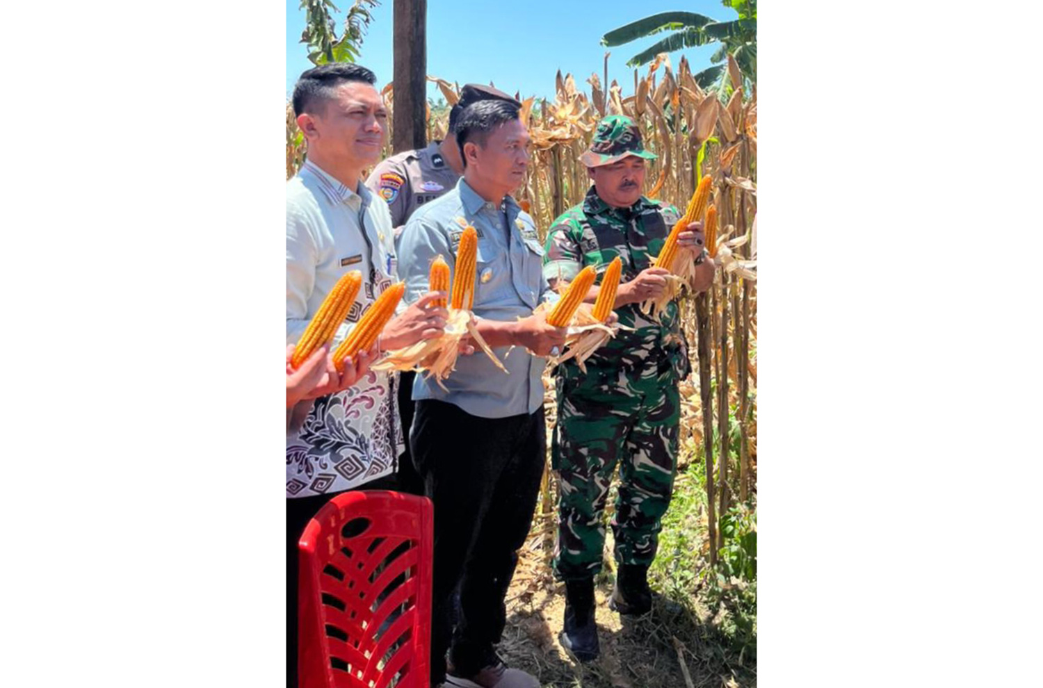 Camat Singingi Hilir Andhi Syamsul menunjukkan hasil panen jagung pipil di Desa Simpang Raya, Kecamatan Singingi Hilir, Kamis (30/10/2025).