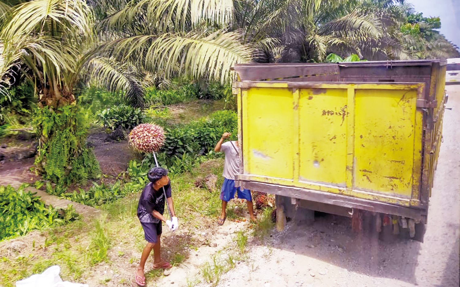 Pekerja memindahkan tandan buah segar (TBS) kelapa sawit ke truk di Desa Mukti Sari, Kecamatan Tapung Kampar Riau, beberapa waktu lalu.