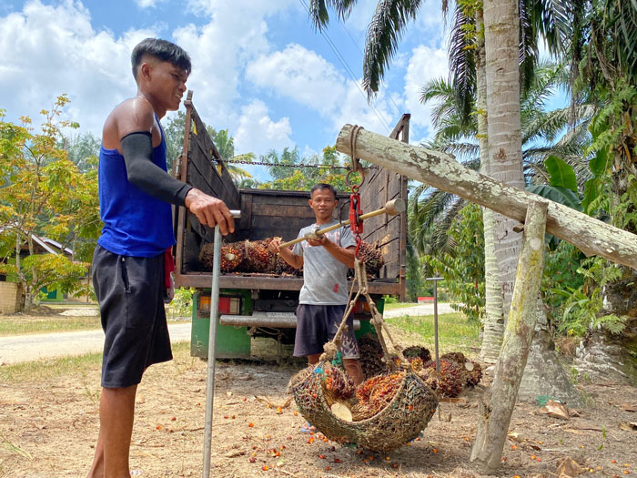 Pekerja menimbang tandan buah segar kelapa sawit di Kabupaten Kampar baru-baru ini. Harga sawit  mitra plasma di Riau pekan ini turun.