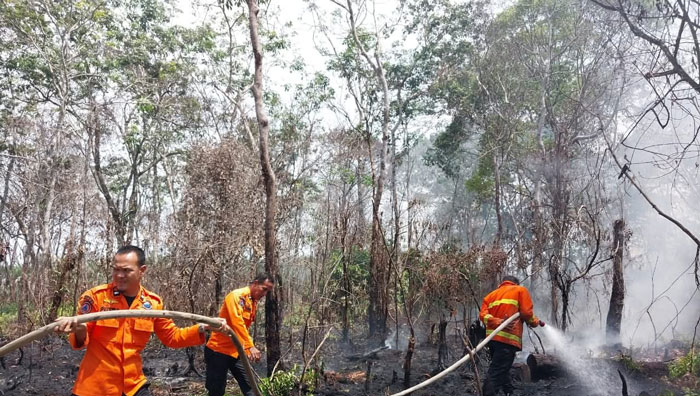 TRC BPBD Rohul sedang berjibaku memadamkan lahan kebun karet yang terbakar di Dusun Pawan, Desa RTH Kecamatan Rambah, Rabu (5/11/2025).