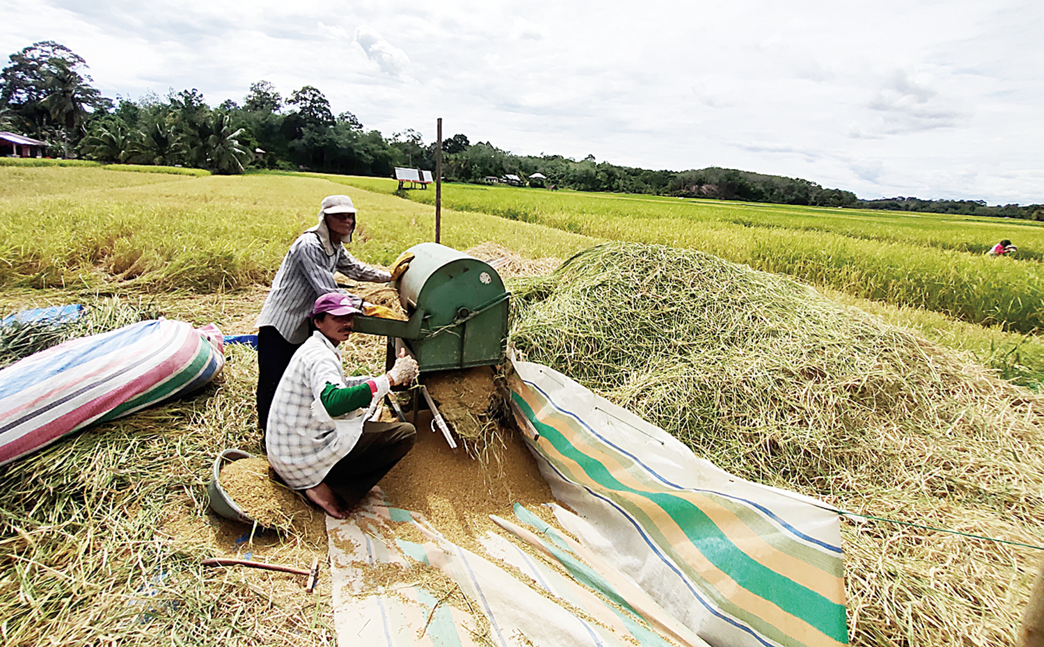 PANEN: Sejumlah petani di Desa Sungai Manau, Kecamatan Kuantan Mudik, Kuansing saat panen padi, beberapa waktu lalu. Badan Pusat Statistik (BPS) Riau menyebut produksi padi di daerah ini meningkat 6,5 persen.