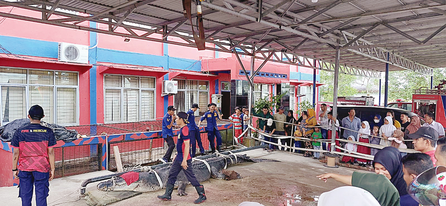 Masyarakat antusias menyaksikan buaya berukuran besar yang berhasil dievakuasi di DPKP Inhil, Jalan SKB Tembilahan, Selasa (4/11/2025).