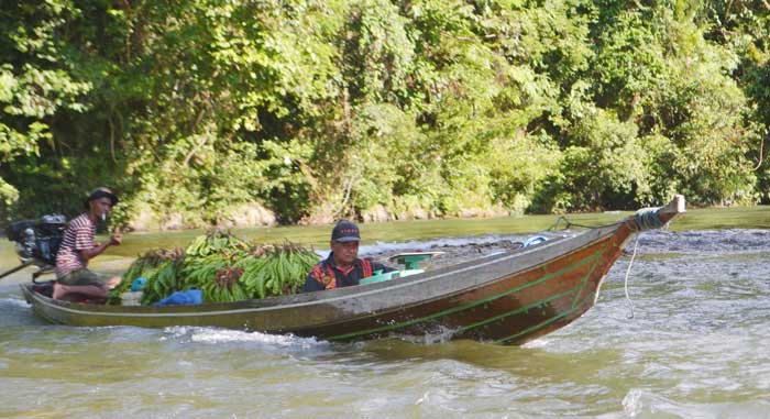 Dua orang penduduk Desa Gajah Bertalut Kecamatan Kampar Kiri Hulu, Kabupaten Kampar, mengangkut petai  dengan perahu motornya di Sungai Subayang, baru-baru ini. Masyarakat 9 desa di sepanjang sungai