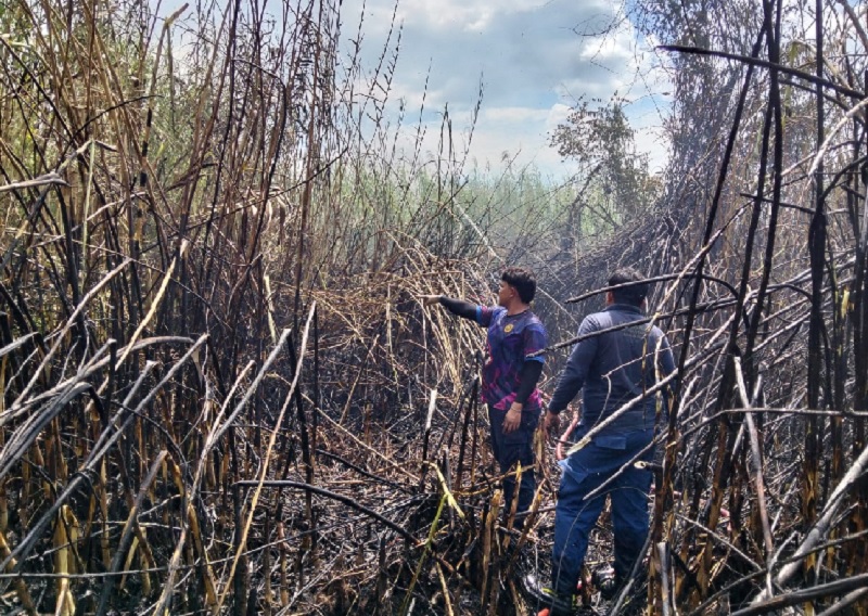 Kebakaran lahan terjadi di Desa Pulau Tongah Kecamatan Pangean, Senin (17/11/2025). 10 hektare lahan kosong habis terbakar.