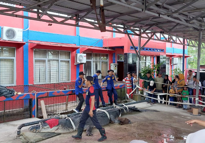 Si Undan buaya berukuran besar saat masih hidup dan sedang menjalani perawatan di DPKP Inhil baru-baru ini.