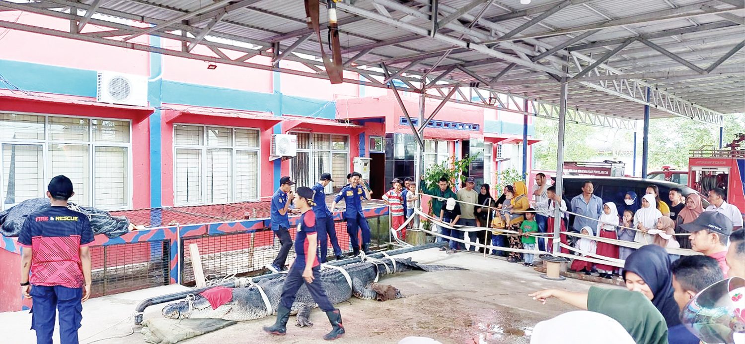 Buaya berukuran besar jadi tontonan warga saat menjalani perawatan di Dinas Pemadam Kebakaran dan Penyelamatan Indragiri Hilir. Buaya yang ditangkap warga di Sungai Undan, Kecamatan Reteh pada 31 Oktober 2025 ini dinyatakan mati, Kamis (20/11/2025).