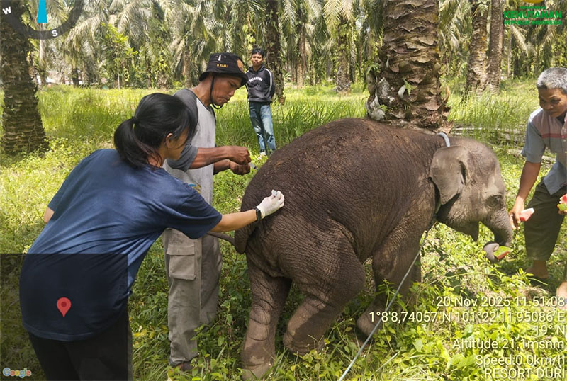 Anak gajah Laila menjalani pemeriksaan usai diketahui tiba-tiba kurang aktif pada Kamis (20/11/2025) lalu,