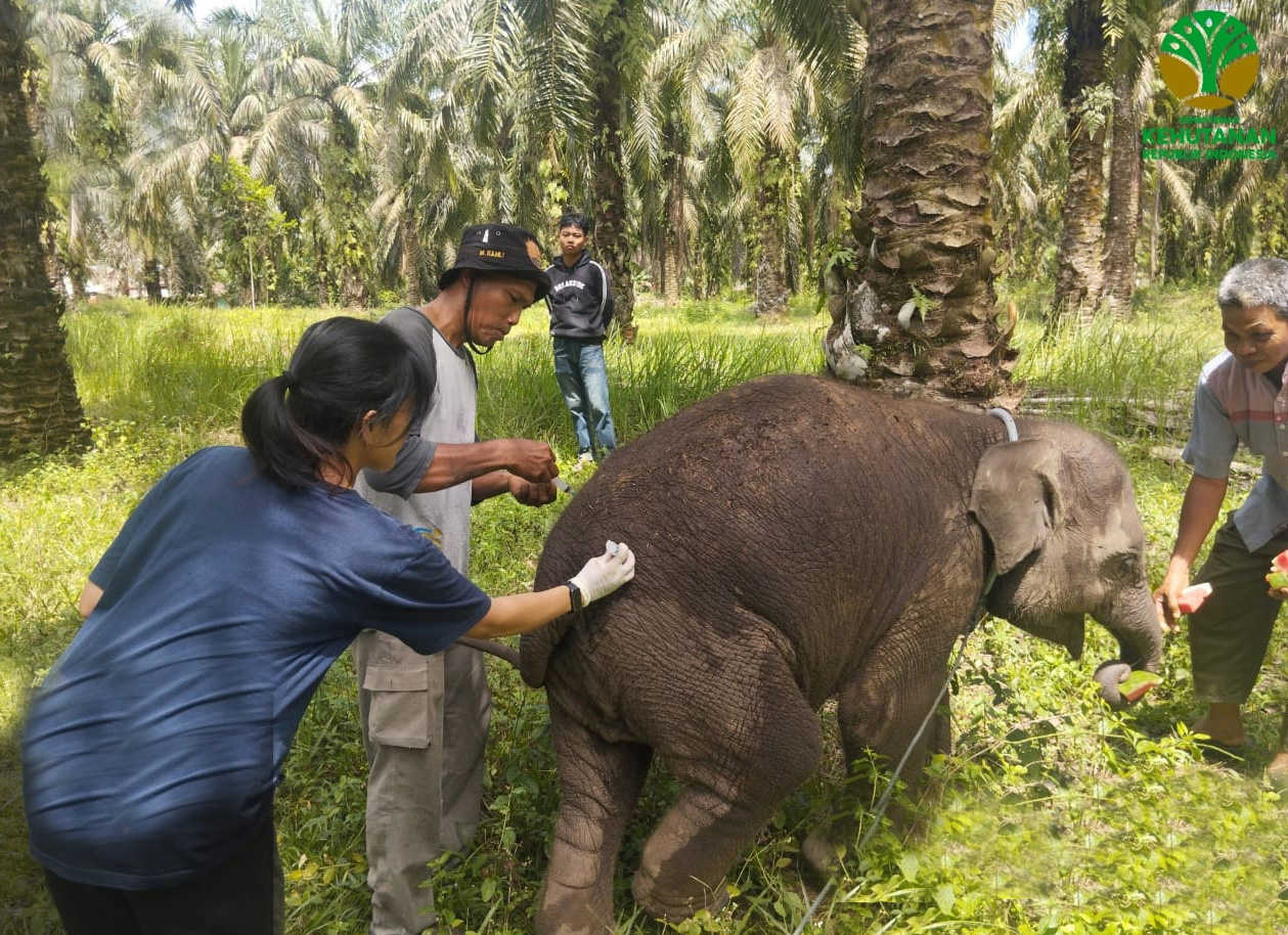 Tim medis BBKSDA Riau mengecek kesehatan anak gajah Laila saat masih hidup, Jumat (21/11/2025).
