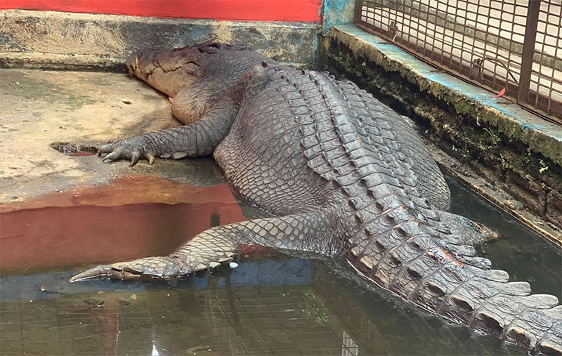 Si Undan, buaya berukuran besar saat masih hidup dan sedang menjalani perawatan di DPKP Inhil.