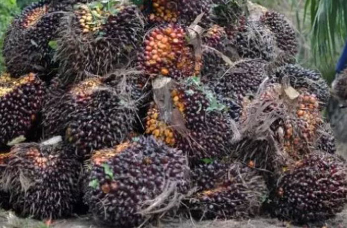 Ilustrasi kelapa sawit