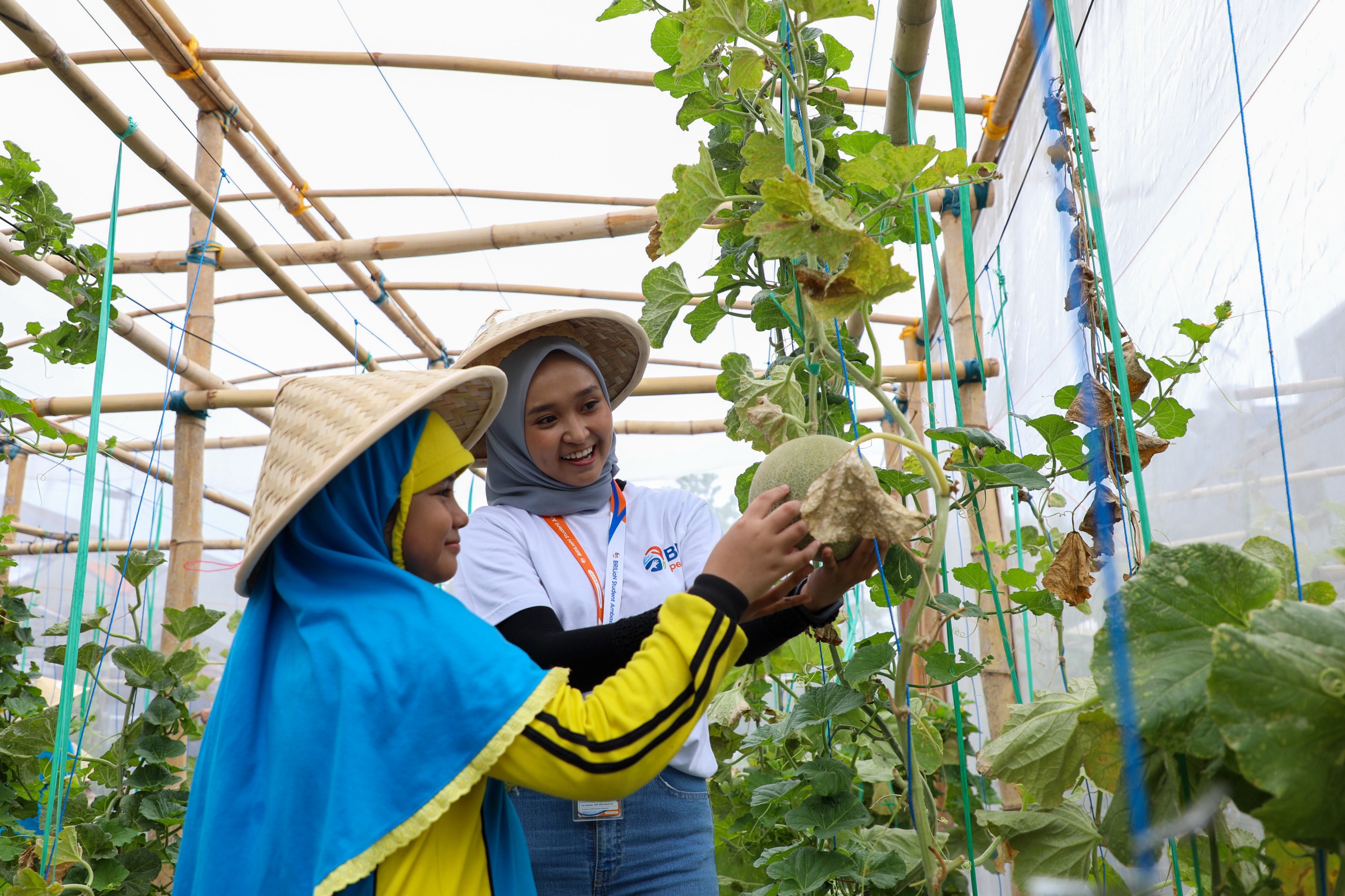 Kegiatan pendampingan budidaya melon oleh BRI, wujud komitmen perusahaan dalam meningkatkan keterampilan dan kesejahteraan masyarakat melalui program CSR.