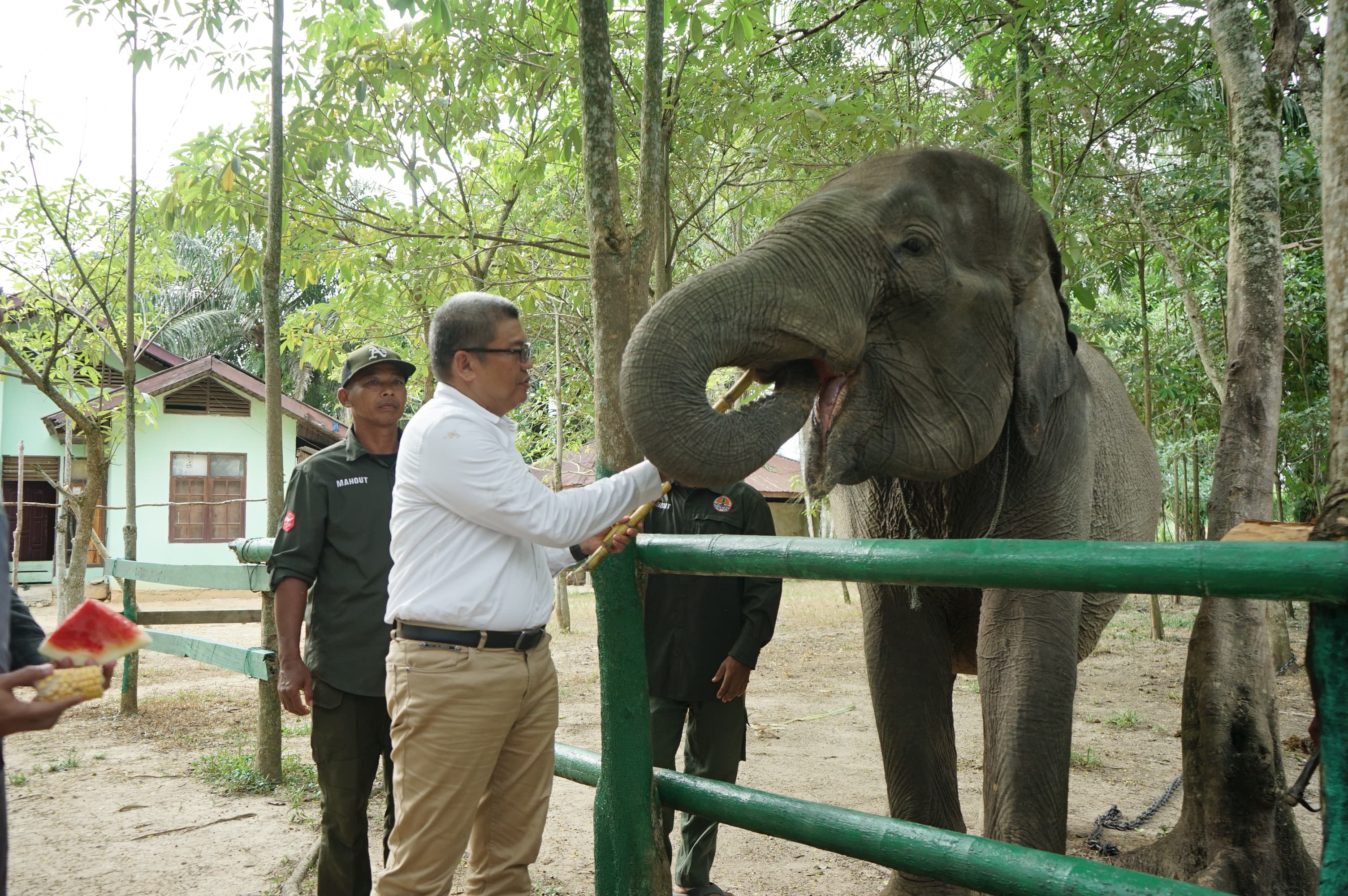 Kepala Balai Besar Konservasi Sumber Daya Alam (BBKSDA) Riau Supartono memberi makan gajah binaan di Pusat Latihan Gajah (PLG) Sebanga Desa Muara Basung, Kecamatan Pinggir, Kabupaten Bengkalis, Riau.