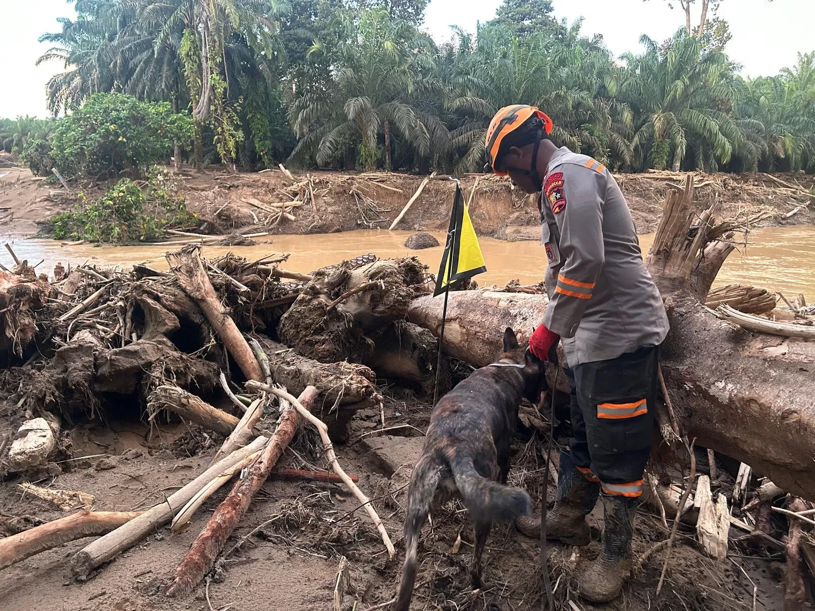 Seorang polisi bersama anjing pelacak K9 melakukan pencarian korban bencana di Batang Toru, Sumatera Utara (Sumut), Sabtu (6/12/2025). Hingga kemarin, jumlah korban meninggal akibat banjir.