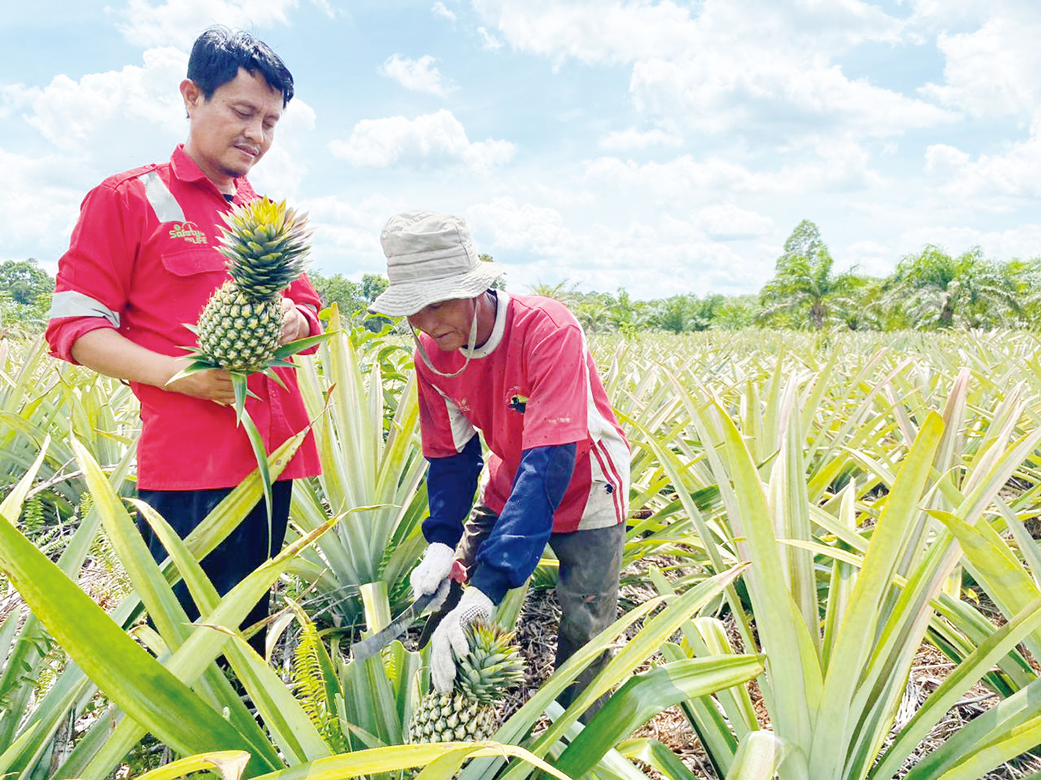 Petani nanas penerima manfaat Program Pemberdayaan Community Development PT Riau Andalan Pulp and Paper, Fredi Mahruz, memanen nanas di Desa Kuala Panduk.