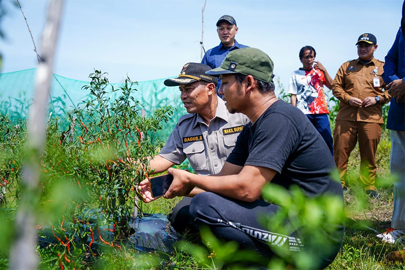 Wabup Bengkalis, H Bagus Santoso berbincang bersama  pertani cabai  di Desa Berancah, Kecamatan Bantan, Selasa (9/12/2025).