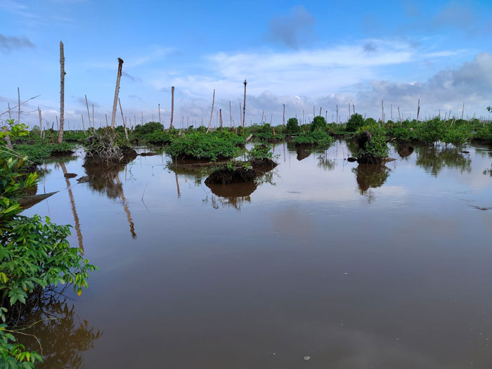 Kondisi perkebunnan kelapa milik masyarakat yang mati akibat terendam air pasang di Desa Tanjung Pasir, Kecamatan Tanah Merah, Kabupaten Inhil.
