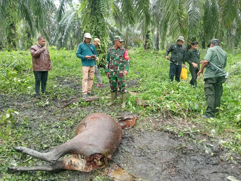 Tim BBKSDA Riau, perangkat desa, Pokdarwis Kampung Dayun, dan personel TNI turun ke lokasi di mana sapi dimangsa harimau di Kampung Dayun, Kecamatan Dayun, Siak.