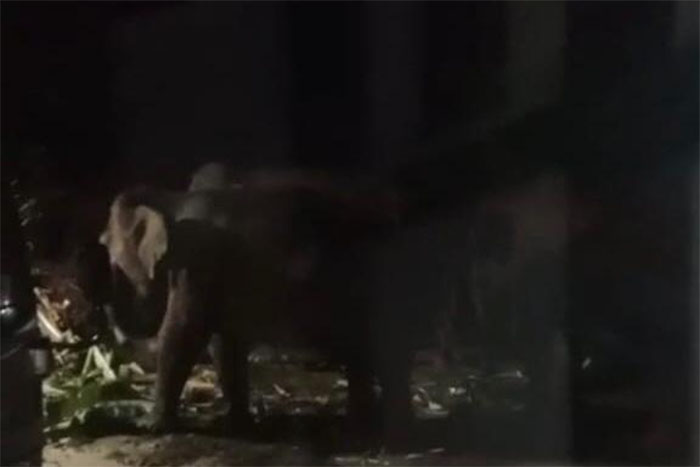 Kawanan gajah direkam dari RSUD Tipe D Minas, di Kelurahan Minas Jaya, Kecamatan Minas, Kabupaten Siak, Kamis (11/12/2025).