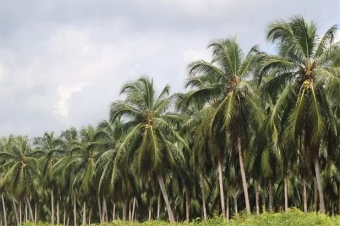 Ilustrasi hamparan perkebunan kelapa