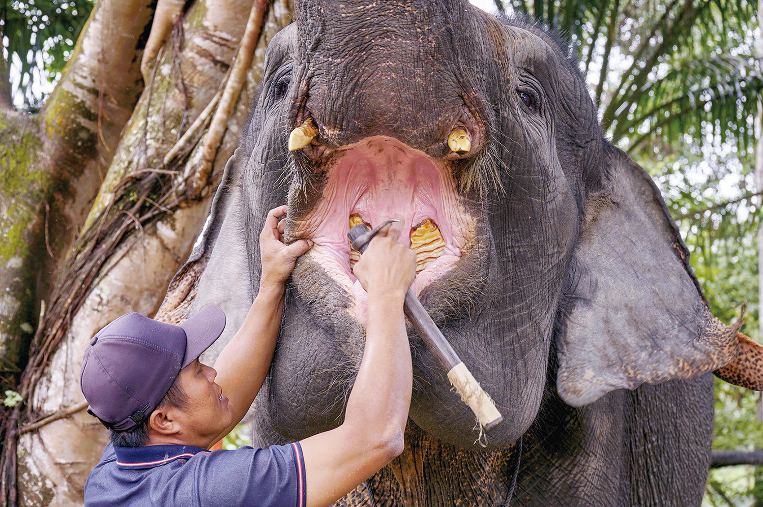 Mahot sedang melakukan pemeriksaan gigi gajah jinak dewasa sebagai standar pemeriksaan kesehatan gajah di Pusat Latihan Gajah Minas, Kabupaten Siak, Sabtu (13/12/2025).