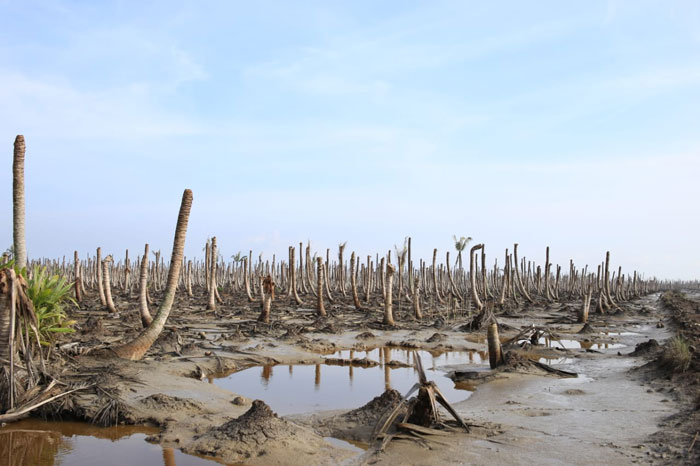 Terlihat perkebunan kelapa milik warga di Desa Kuala Selat, Kecamatan Kateman, Kabupaten Inhil mati akibat terendam air pasang.