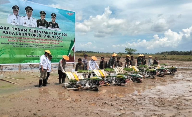 Bupati Pelalawan H Zukri melakukan penanaman padi IP 200 di Desa Sungai Solok Kecamatan Kuala Kampar - Pelalawan, belum lama ini.
