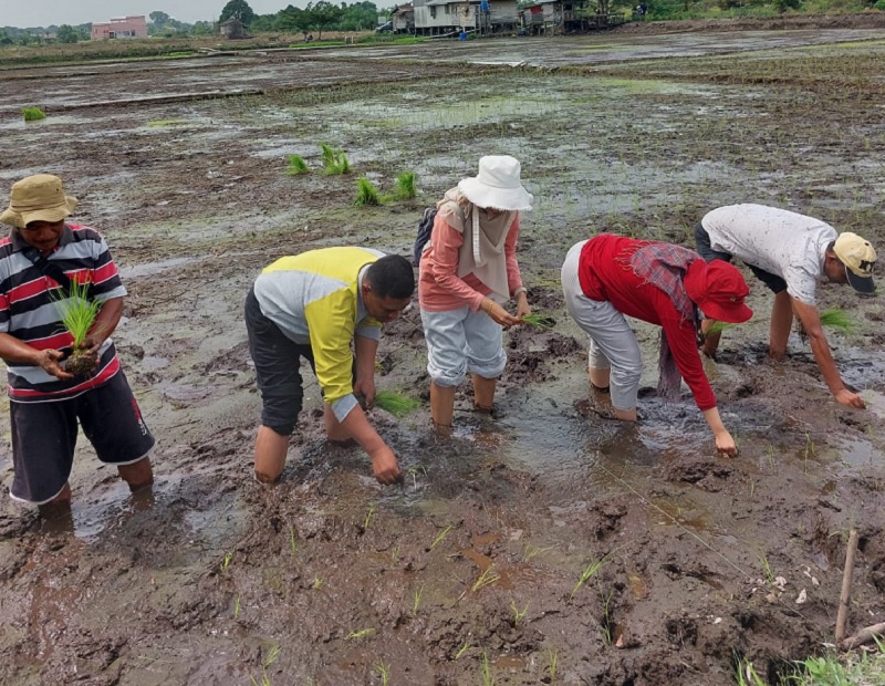Plt Kepala Dinas Ketahanan Pangan,  Tanaman Pangan dan Hortikultura (DKPTPH) Kabupaten Pelalawan Budi (dua dari kiri) Surlani SHut melakukan penanaman padi IP 200 di Desa Sungai Upih.