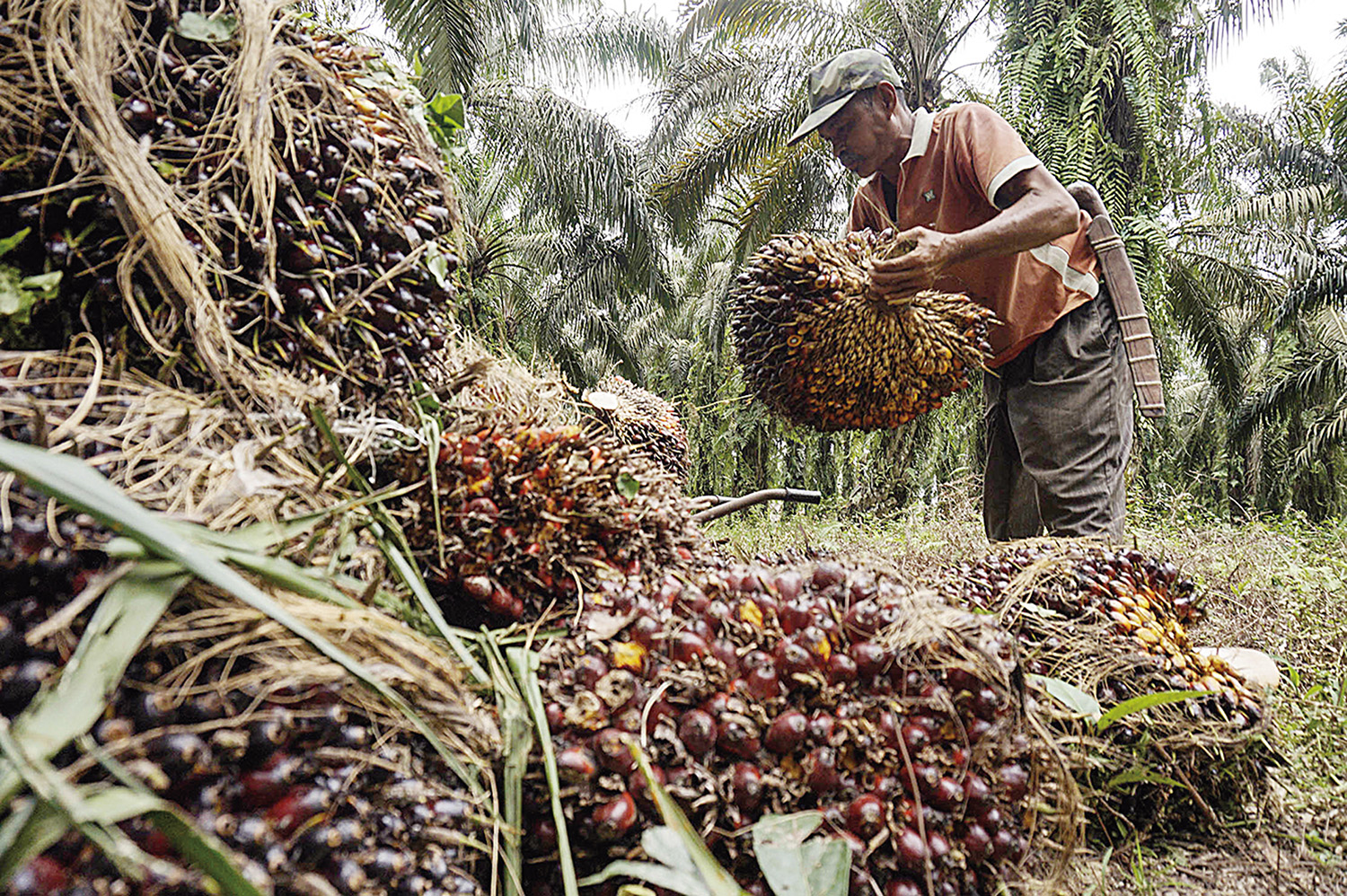 Pekerja mengangkut tandan buah segar kelapa sawit hasil panen di Desa Okura, Kecamatan Rumbai Pesisir, Pekanbaru, beberapa waktu lalu.