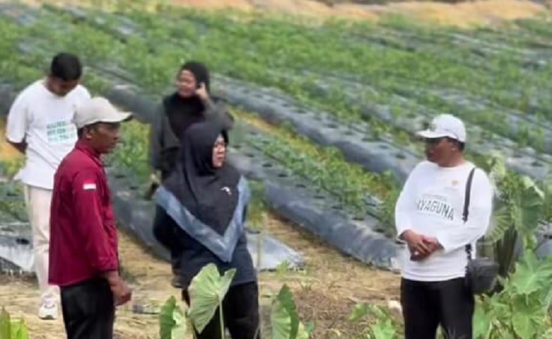 Bupati Siak Afni Z meninjau kebun cabai kelompok tani binaan Baznas Siak di Kampung Tasik Betung, Kecamatan Sungai Mandau, Sabtu (3/1/2026).