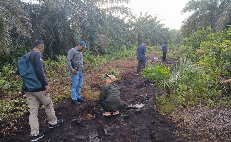 Tim BBKSDA Riau memeriksa jejak harimau sumatera di kawasan kebun sawit di Kampung Teluk Masjid, Sungai Apit, Siak, Riau, Jumat (10/1/2026).