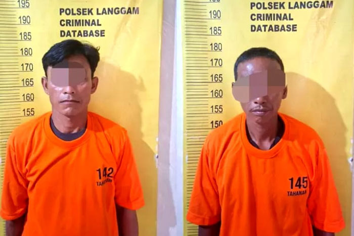 Dua pelaku ilegal logging ditangkap Unit Reskrim Polsek Langgam berserta ratusan batang kayu Belanti dan Gedabuh di KM 24 Jalan Koridor RAPP, Kelurahan Langgam, Kabupaten Pelalawan, Sabtu (10/1/2026).