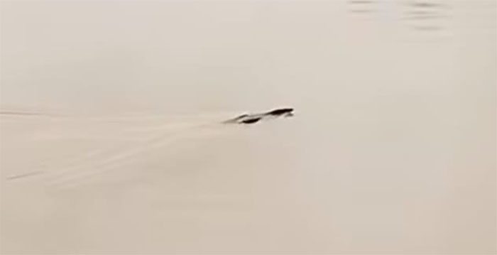 Penampakan seekor buaya melintasi Sungai Kuantan di Tepian Rajo Pangean, Sabtu (10/1/2026).