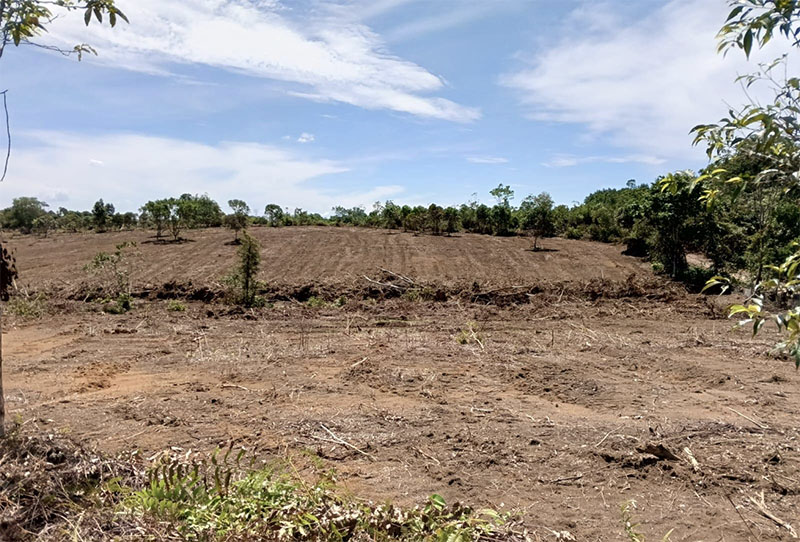 Lokasi rencana pembangunan Sekolah Rakyat di Kabupaten Rohul seluas 6,8 Ha telah dilakukan land clearing dan siap dibangun.