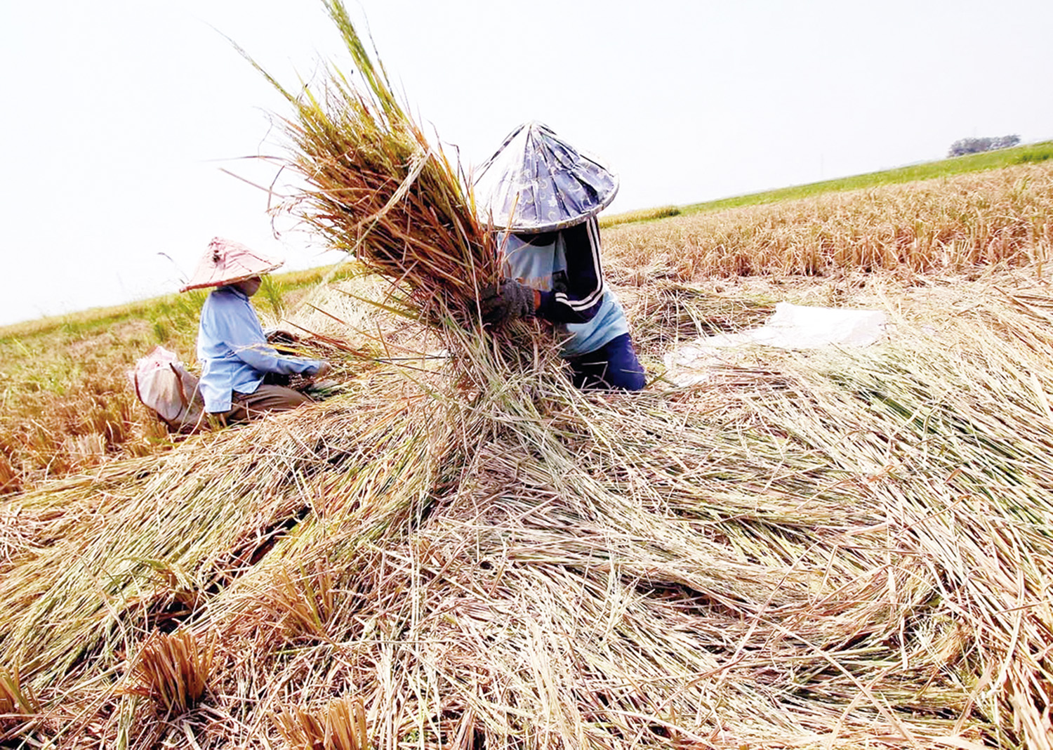 Seorang petani saat melakukan panen padi belum lama ini. Pemerintah tahun 2026 ini menargetkan akan menyerap 4 juta ton gabah.