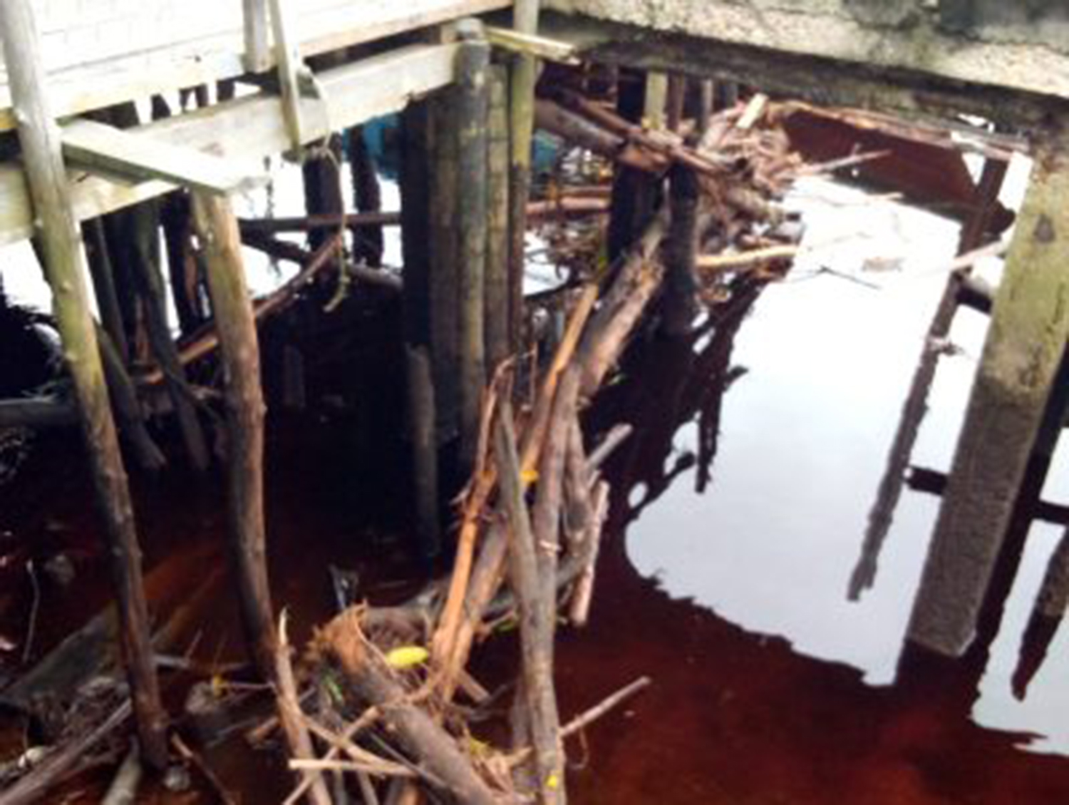 Tumpukan limbah kayu mengapung di aliran Sungai Bukit Batu, Desa Bukit Batu, Kecamatan Bukit Batu, Bengkalis, Selasa (13/1/2026).