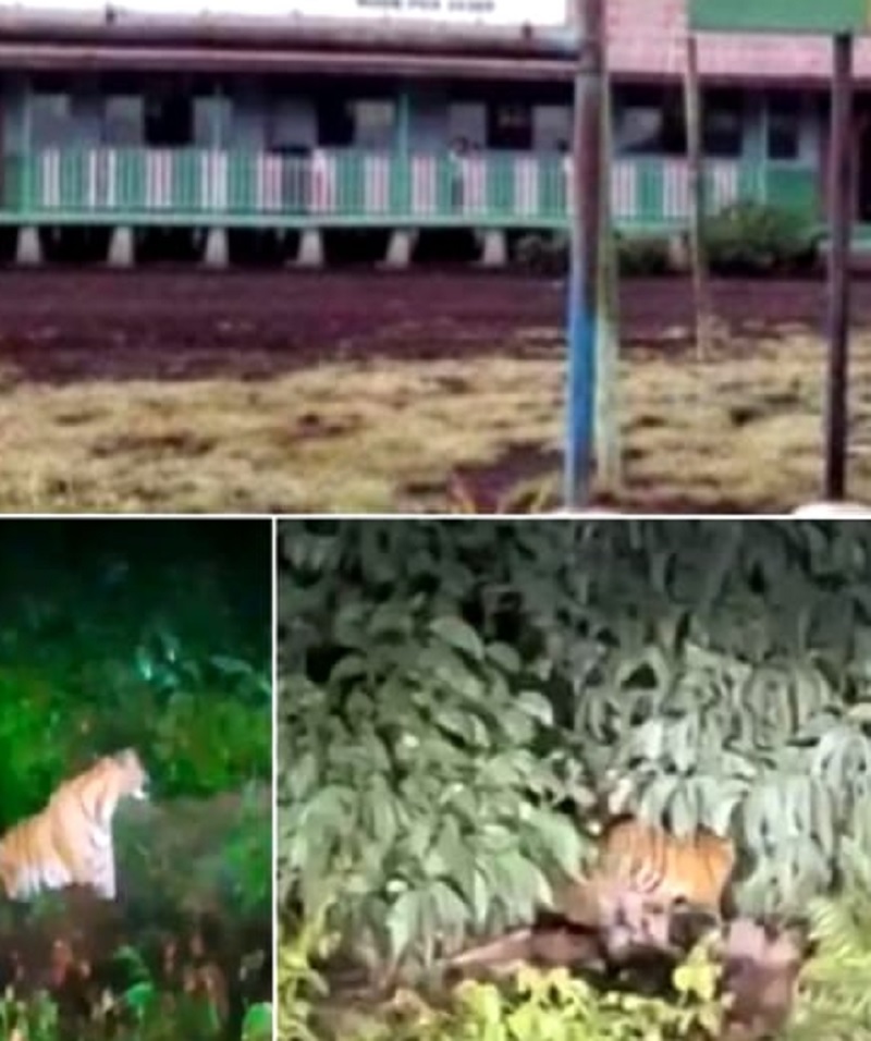 Penampakan induk harimau dan anaknya di Desa Pulau Muda Kecamatan Teluk Meranti membuat warga menjadi ketakutan, Senin (19/1/2026).
