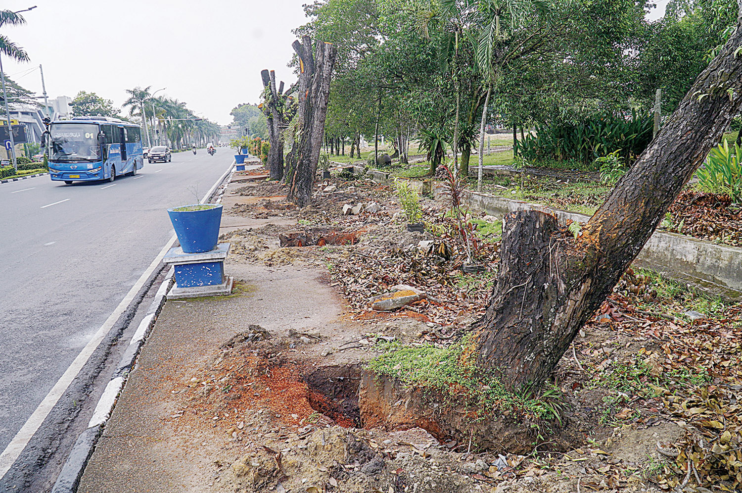 Sejumlah Pohon Pelindung kembali dipindahkan di Lampu Traffict Light pada petak sebidang di persimpangan  kawasan  Jalan Jenderal Sudirman dan Arifin Ahmad, Pekanbaru, Ahad (18/1/2026).