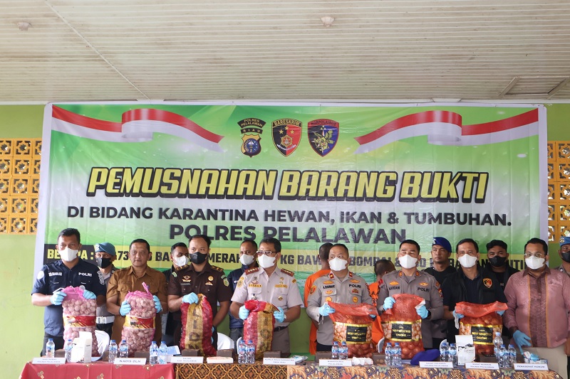 Wakapolres Pelalawan, Kompol Asep Rahmat didampingi Kepala Balai Karantina Hewan, Ikan & Tumbuhan Provinsi Riau, Sokhib melaksanakan pemusnahan bawang ilegal hasil pengungkapan kasus.