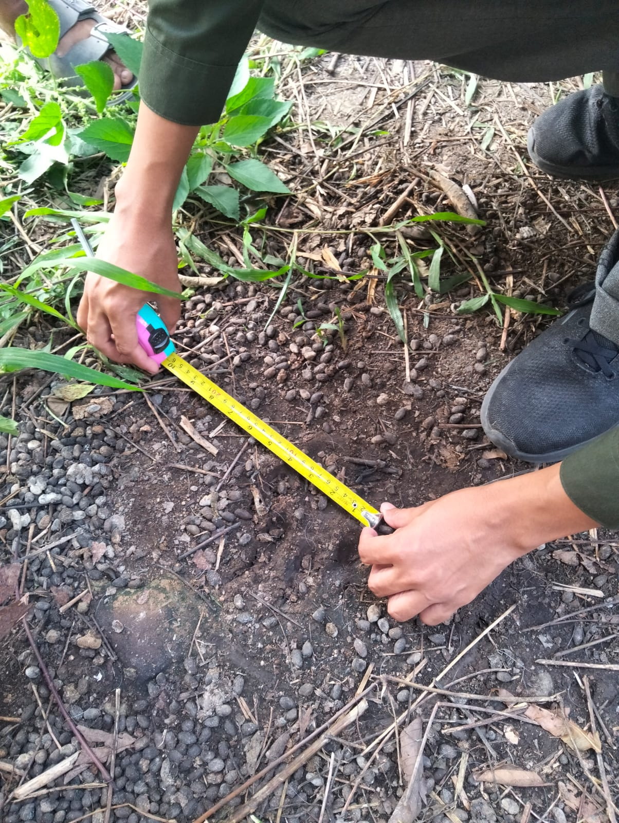 Tim mengukur jejak harimau yang memangsa kambing di Dusun Mekar Jaya, Jalan Caltex RT 14 RW  04, Desa  Benteng Hulu, Kecamatan Mempura,  Kabupaten Siak, Jumat (23/1/2026).